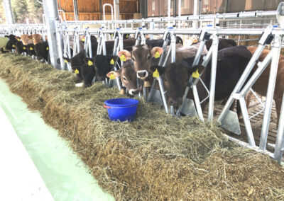 Umnutzung und Neubau Jungviehstall, Guatsbetrieb JVA Cazis